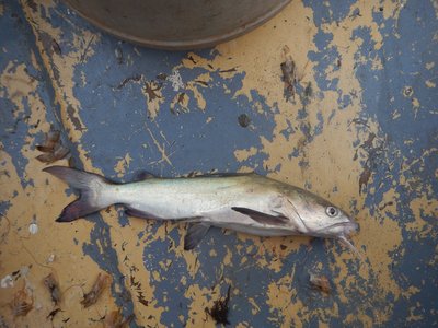 Sea Catfish