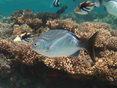 Sea Chub