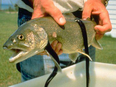 Sea Lamprey