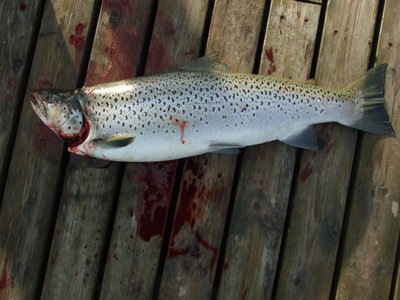 Sea Trout