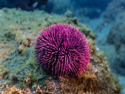 Sea Urchin