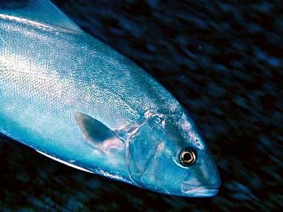 Seriola