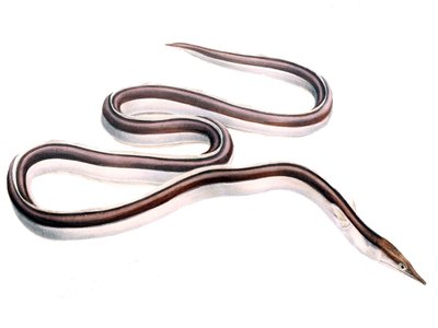 Serpent Eel