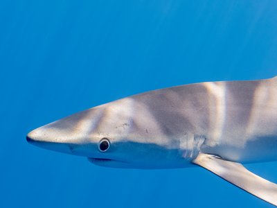 Shark