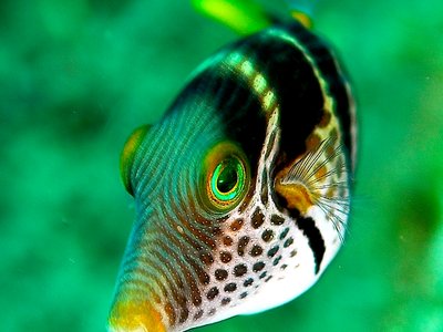 Sharpnose Puffer