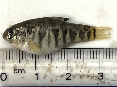 Sheepshead Minnow
