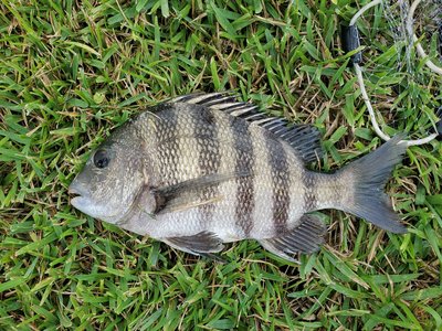 Sheepshead