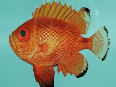 Short Bigeye