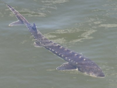 Shortnose Sturgeon