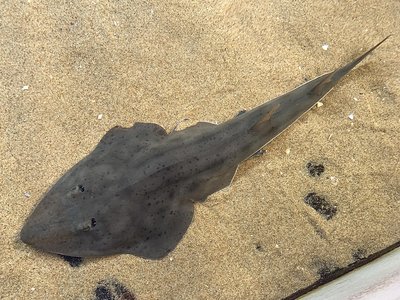 Shovelnose Guitarfish