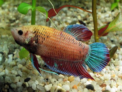Siamese Fighting Fish