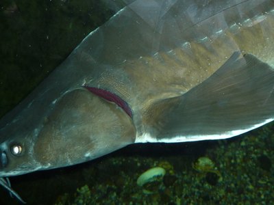 Siberian Sturgeon