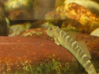 Sicyopterus