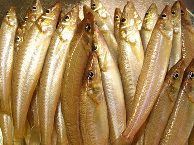 Sillaginidae
