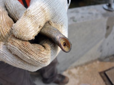 Silver Lamprey