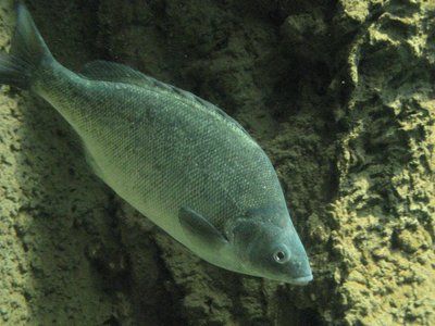Silver Perch