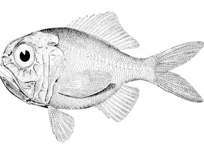 Silver Roughy