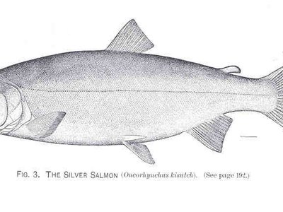 Silver Salmon