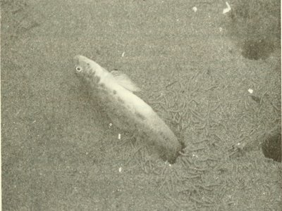 Siphon Fish