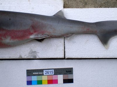 Sixgill Shark