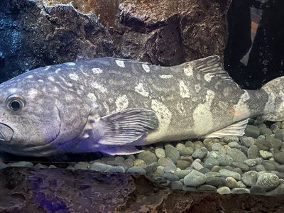 Skilfish