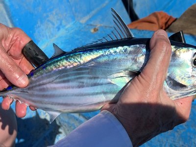 Skipjack Tuna