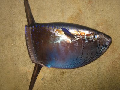 Slender Sunfish