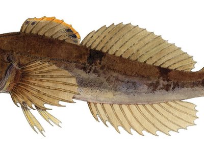 Slimy Sculpin