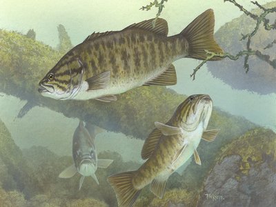 Smallmouth Bass