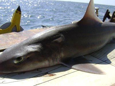 Smooth Dogfish
