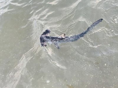 Smooth Hammerhead