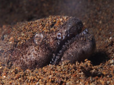 Snake Eel