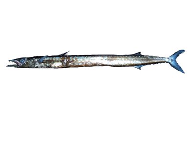Snake Mackerel