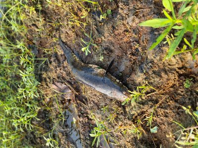 Snakehead