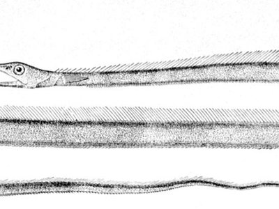 Snipe Eel