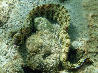 Snowflake Eel