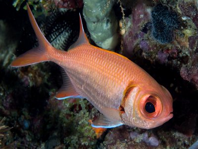 Soldierfish