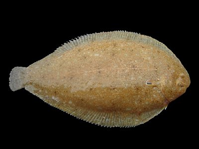 Soleidae