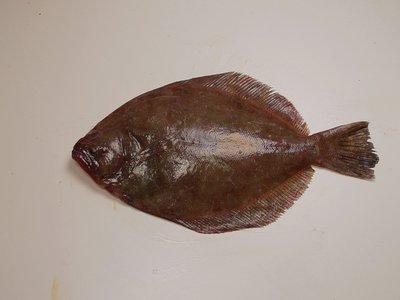 Southern Flounder
