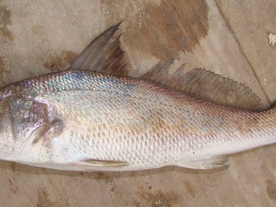 Southern Kingfish