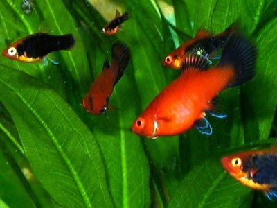 Southern Platyfish
