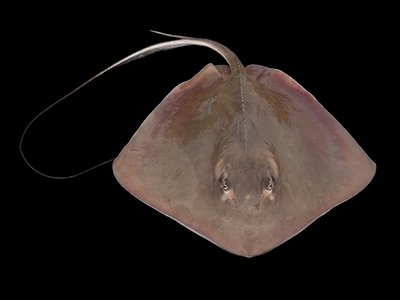 Southern Stingray