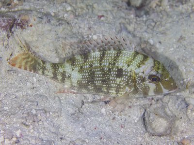 Spangled Emperor