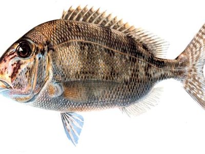 Sparidae