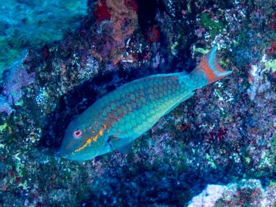 Sparisoma