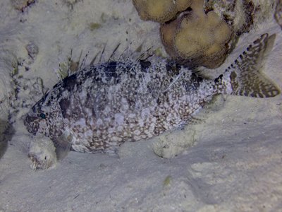Spinefoot