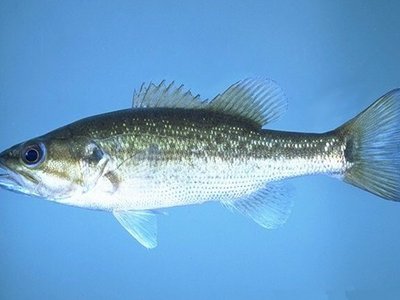 Spotted Bass