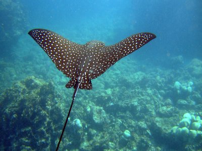 Spotted Eagle Ray