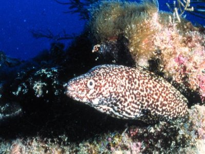 Spotted Moray