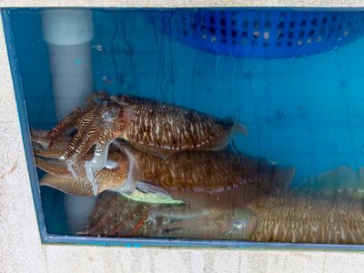 Squid